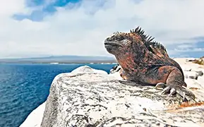 Image de Darwin